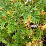 Pelargonium graveolens Feuille