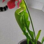 Sarracenia rubra Levél