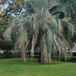 Butia yatay Hoja