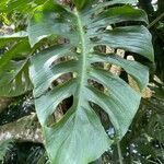 Monstera punctulata Leaf