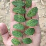 Phyllanthus reticulatus List