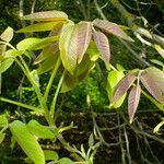 Juglans regia Leaf