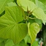 Ipomoea batatas Агульны выгляд