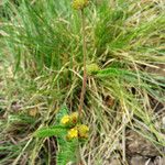 Waltheria indica Plante entière