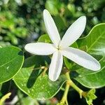 Carissa macrocarpa Flor