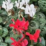 Cyclamen persicum পাতা