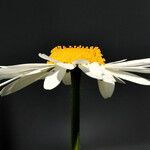 Leucanthemum vulgare Квітка