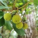 Arbutus andrachne果實