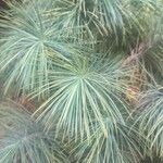 Pinus maximartinezii Φύλλο