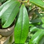 Erythroxylum laurifolium Leaf