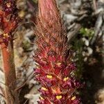 Orobanche foetida Levél