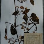 Clematis buchananiana Други