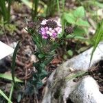 Aethionema saxatile Цветок
