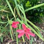 Hesperantha coccinea Leaf