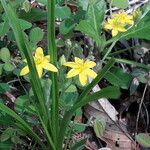 Hypoxis hirsuta Bloem