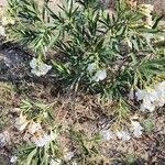 Nerium oleander অভ্যাস