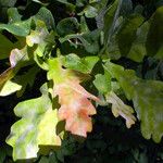 Quercus × rosacea Hoja