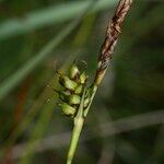 Carex hostiana फल