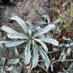 Echium brevirame List