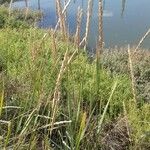 Ammophila arenaria Alkat (teljes növény)