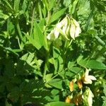Astragalus frigidus ফুল