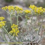 Alyssum serpyllifolium Otro