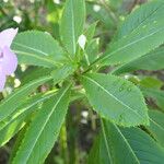 Impatiens sodenii Blad