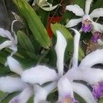 Cattleya purpurata Çiçek