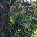 Quercus suber 叶