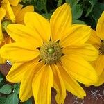 Rudbeckia hirtaКвітка