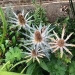 Eryngium spinalba Квітка