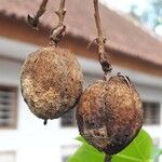 Jatropha curcas Frucht