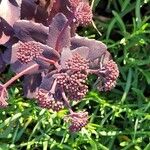 Sedum telephium Flower