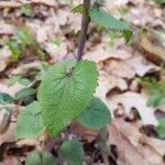 Lunaria annua Листок