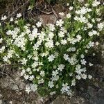 Moehringia ciliata Flower