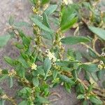 Polygonum aviculare Fleur