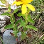 Hypericum richeri 花