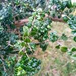 Rhaphithamnus spinosus Hoja