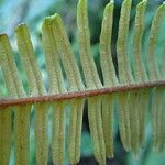 Gleichenella pectinata Leaf