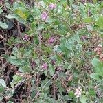 Lycium chinense 形態
