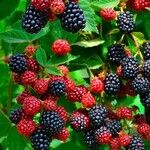 Rubus flagellaris Fruit