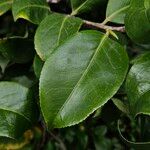 Camellia sasanqua Hoja