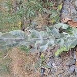 Verbascum pulverulentum Лист