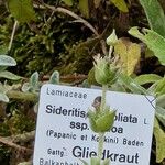 Sideritis perfoliata