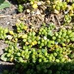 Cochlearia danica Fruit