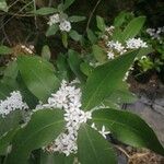 Acokanthera oblongifolia ফুল