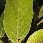 Nectandra villosa Ліст