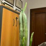 Lophocereus marginatusLeaf