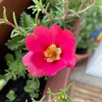 Portulaca grandifloraVirág