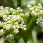 Apium prostratum Flower